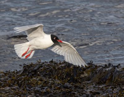 Mediterranean gull