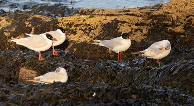Mediterranean gulls