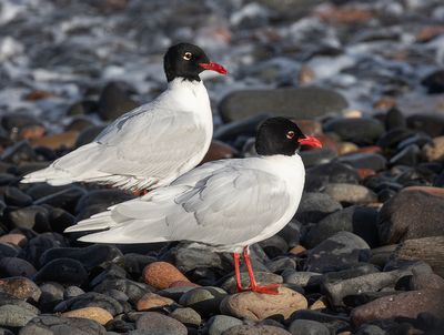 Mediterranean gulls