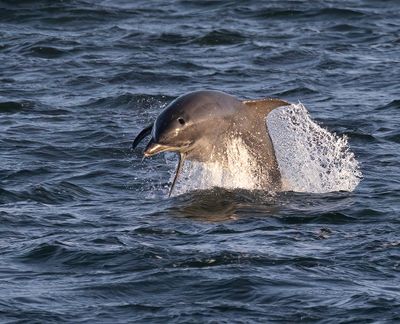 Bottle-nosed Dolphin.