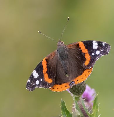 Red Admiral.