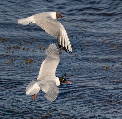 Mediterranean + Black-headed gulls.