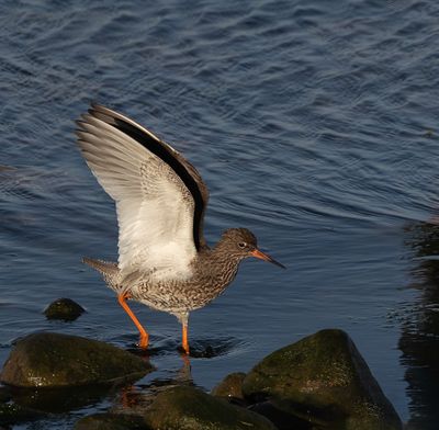 Redshank.