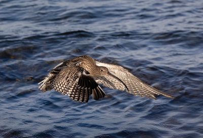 Curlew. 