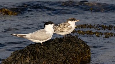 Sandwich terns. 