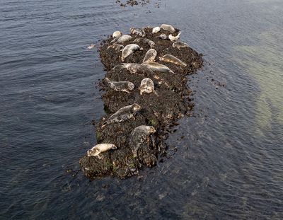 Grey seal haul out.