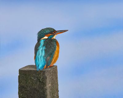 Kingfisher.