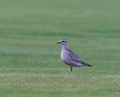 American Golden Plover.