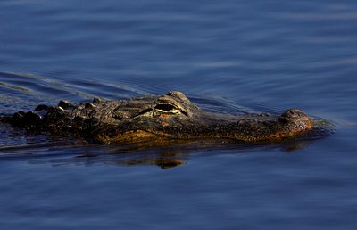 The Florida Gator