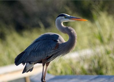 feathered_friends