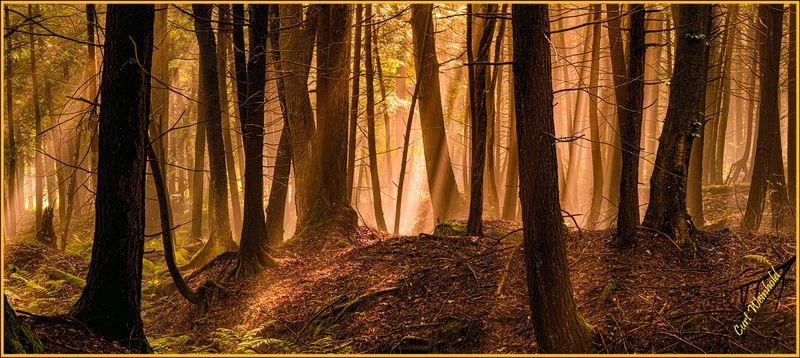 Godbeams light the Black Forest