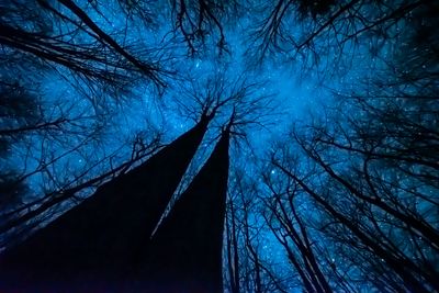 Treetops tickle the twinkling stars