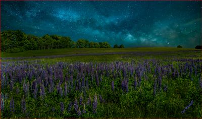 Lupine field & Milkyway skye 