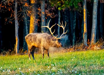 Pennsylvania Wildlife