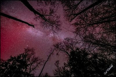 Where the treetops tickle the twinkling stars.