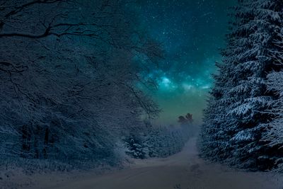 Winter spruce & milkyway