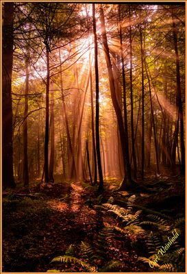 Godbeams light the Black Forest