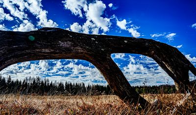 Fallen tree