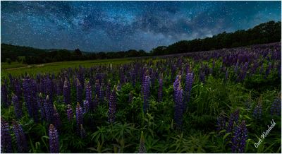 NIGHTSCAPES