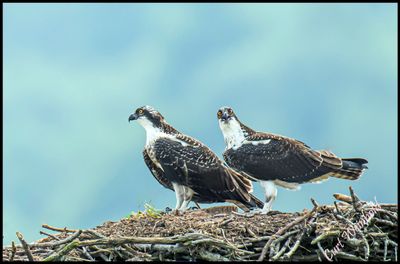 Osprey mates 
