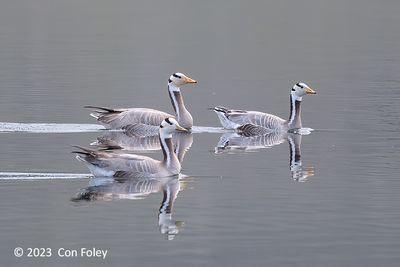 Goose, Bar-headed @ Khukh Lake