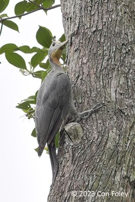 Woodpecker, Great Slaty