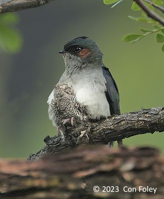 Treeswift, Grey-rumped (male) @ Margaret Drive