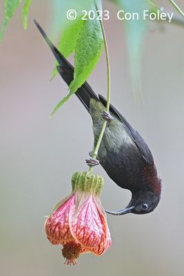 Sunbird, Black-throated (male) @ Hide 32 Baihauling