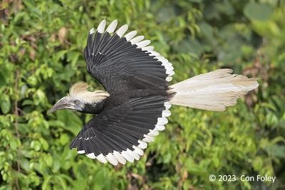 Hornbill, White-crowned