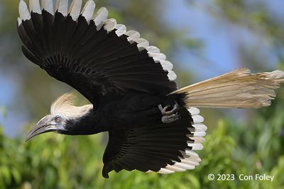 Hornbill, White-crowned (female) @ Chek Jawa