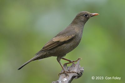 Blackbird, Grey-winged (female) @ Hide 6, Baihauling