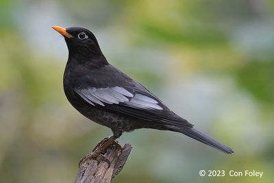 Blackbird, Grey-winged (male) @ Hide 6, Baihauling