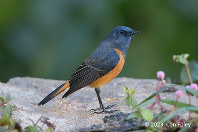 Redstart, Blue-fronted