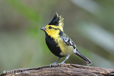 Tit, Yellow-cheeked