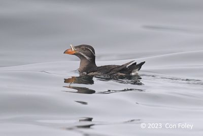 Auklet, Rhinoceros @ Ochiishi