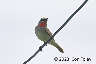 Rubythroat, Siberian @ Nemuro