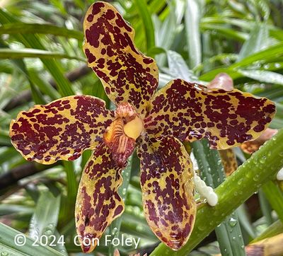 Tiger Orchid