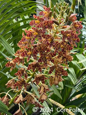 Tiger Orchid