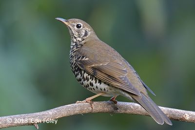 Thrush, Long-tailed @ Hide 77, Baihauling