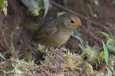 Shortwing, Himalayan (female) @ Hide 27, Baihauling