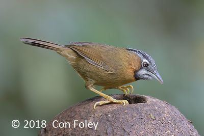 Babbler, Grey-throated @ Hide 32 Baihauling
