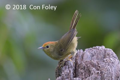 Babbler, Rufous-capped @ Hide 32 Baihauling