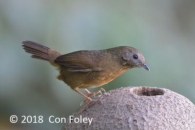 Babbler, Spot-throated @ Hide 32 Baihauling