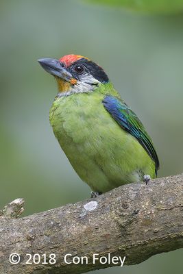 Barbet, Golden-throated @ Hide 27 Baihauling