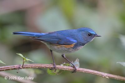 Bluetail, Himalayan (male) @ Hide 4 Baihauling