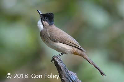 Bulbul, Brown-breasted @ Hide 32 Baihauling