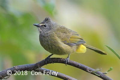 Bulbul, Flavescent @ Hide 32 Baihauling