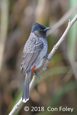Bulbul, Red-vented @ LAP Baihauling