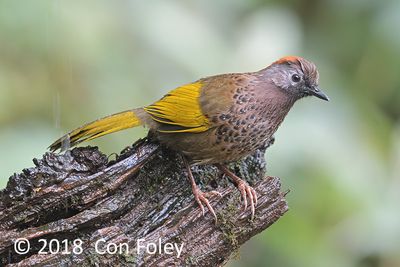 Laughingthrush, Assam
