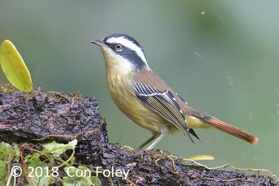 Minla, Red-tailed (female) @ Hide 27 Baihauling